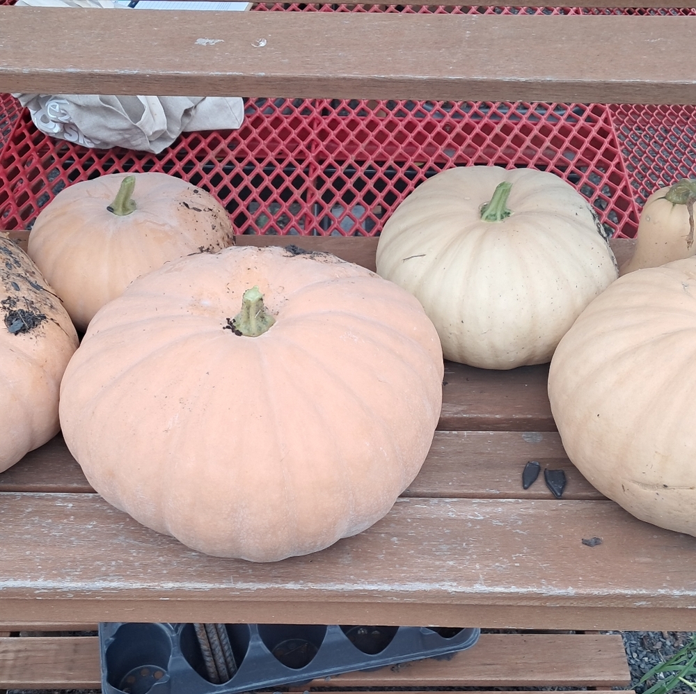 Garden DONATION Non GMO Seeds And  gift for your support. - Picture 7 of 16